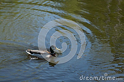 A duck swims across some pond ripples Stock Photo