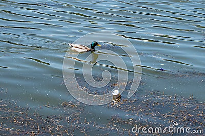 Duck swims in dirty water and garbage, lake pollution, environmental problems Stock Photo
