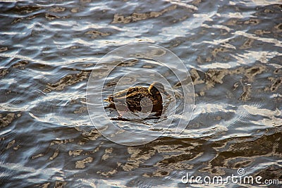 Lonely duck swims on the river Stock Photo