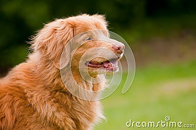 Duck tolling retriever Stock Photo