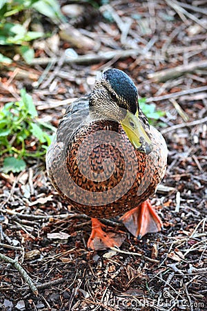 Duck waddling on river bank Stock Photo