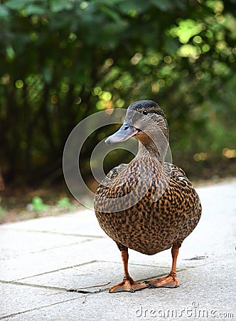 Duck waddling on river bank Stock Photo