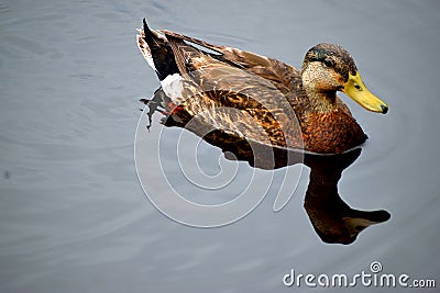 Duck wading in the water background. Stock Photo