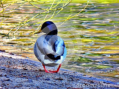 Duck walk on the lake Stock Photo