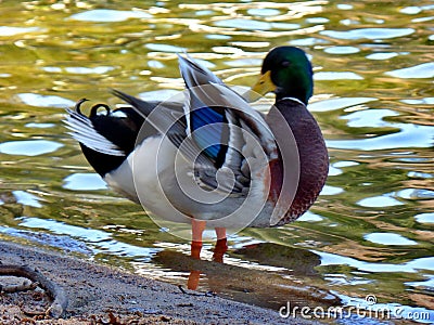 Duck walk on the lake Stock Photo