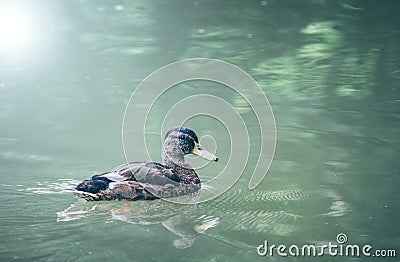 Duck on the water Stock Photo