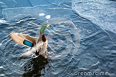 Duck on the Water Stock Photo