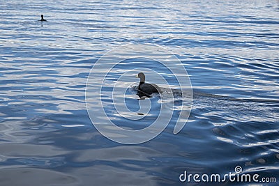 Duck in the water general shot Stock Photo