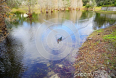 Duck on water Stock Photo