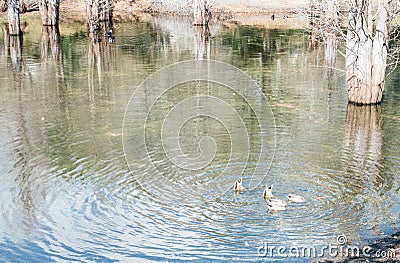 Duck on water Stock Photo