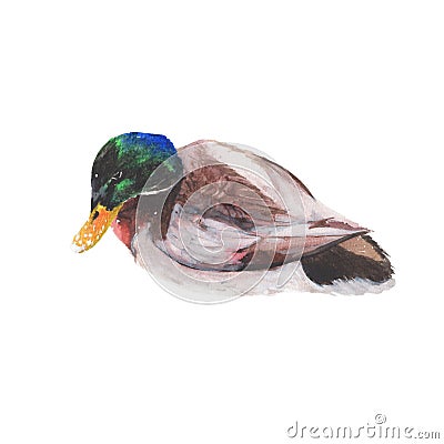 Duck Watercolor painting isolated. Watercolor hand painted Duck illustrations.Duck isolated on white background Cartoon Illustration