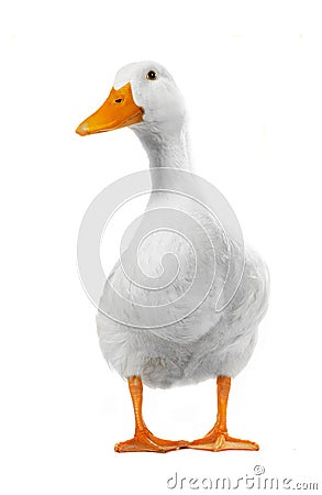 Duck white Stock Photo