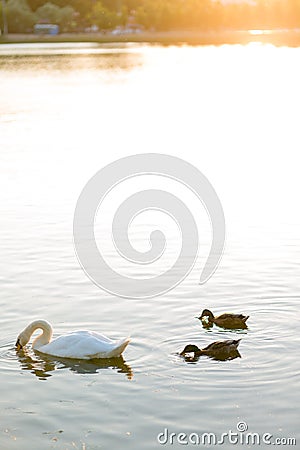 2 duck and white Swan swimming in the spring lake under sunset warm light Stock Photo