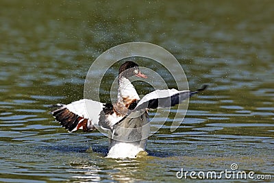 Duck wings Stock Photo