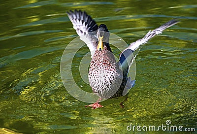 Duck wings Stock Photo