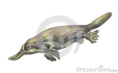 Duckbilled or Platypus Stock Photo