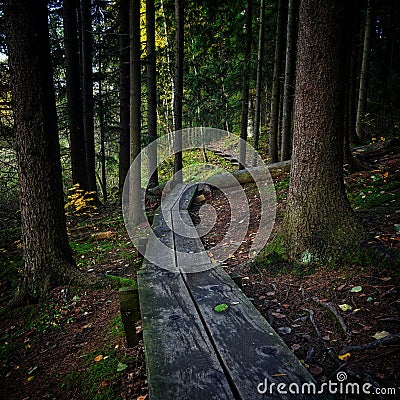 Duckboards in autumn forest wating for hikers Stock Photo