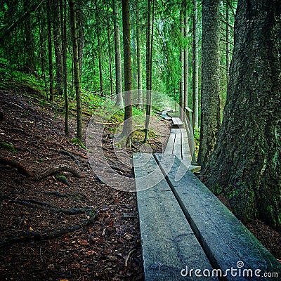 Duckboards leading through green forest Stock Photo