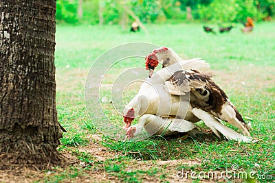 Duckbreed Stock Photo