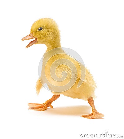 Duckling Stock Photo