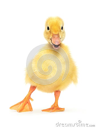 Duckling Stock Photo