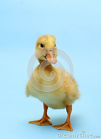 Duckling Stock Photo