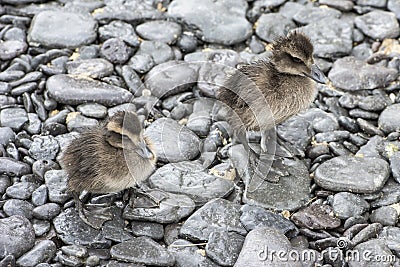 Ducklings eider ducks Stock Photo