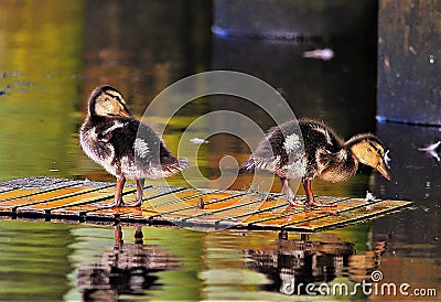 Duckling Feathers all around Stock Photo