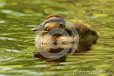 Duckling Glint Stock Photo