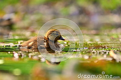 Duckling. Mandarin duckling cub. Beautiful young water bird in the wild. Colorful background Stock Photo