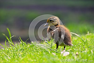 Duckling. Mandarin duckling cub. Beautiful young water bird in the wild. Colorful background Stock Photo