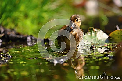 Duckling. Mandarin duckling cub. Beautiful young water bird in the wild. Colorful background Stock Photo