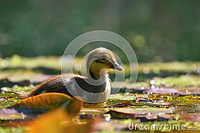 Duckling. Mandarin duckling cub. Beautiful young water bird in the wild. Colorful background Stock Photo