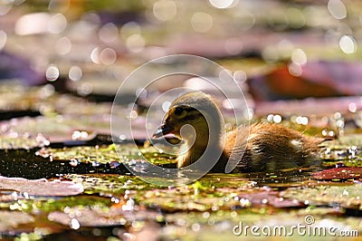 Duckling. Mandarin duckling cub. Beautiful young water bird in the wild. Colorful background Stock Photo