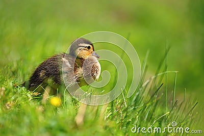 Duckling. Mandarin duckling cub. Beautiful young water bird in the wild. Colorful background Stock Photo