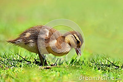 Duckling. Mandarin duckling cub. Beautiful young water bird in the wild. Colorful background Stock Photo