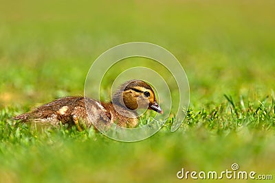 Duckling. Mandarin duckling cub. Beautiful young water bird in the wild. Colorful background Stock Photo