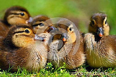 Duckling. Mandarin duckling cub. Beautiful young water bird in the wild. Colorful background Stock Photo