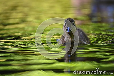 Duckling. Mandarin duckling cub. Beautiful young water bird in the wild. Colorful background Stock Photo