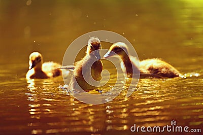 Duckling. Mandarin duckling cub. Beautiful young water bird in the wild. Colorful background Stock Photo