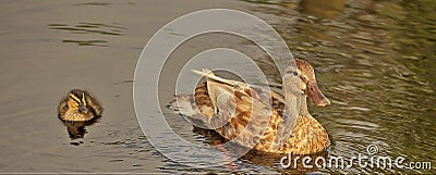 Duckling swimming with mom Stock Photo