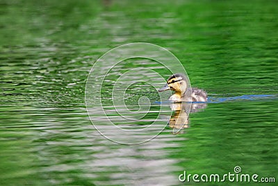 Duckling swimming on pond Stock Photo