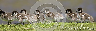 Ducklings Stock Photo