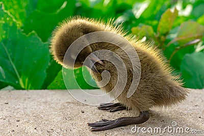 Ducklings are cleaning their fur Stock Photo