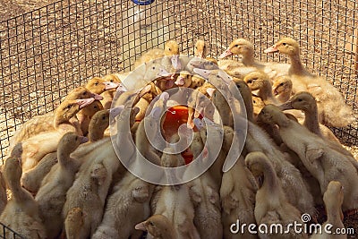Ducklings are drinking water from a bucket in the cage. Stock Photo