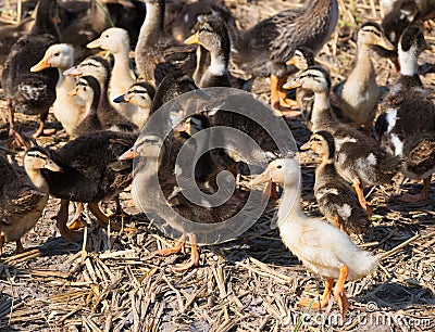 Ducklings at duck farm Stock Photo