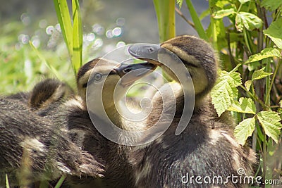 Ducklings in the grass Stock Photo