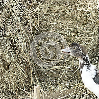 Duck broiler on a home farm Stock Photo