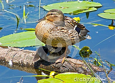 Ducklings with mother Stock Photo