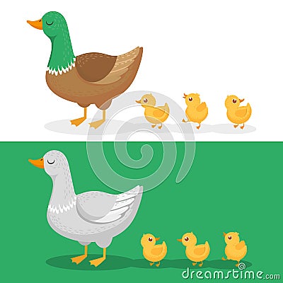 Ducklings and mother duck. Ducks family, duckling following mom and walking mallard baby chicks group cartoon vector illustration Cartoon Illustration